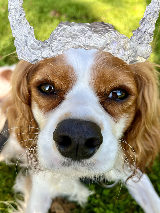 MarshaMildon's tweet photo. Mom borrowed Marlin's #tinhatsforCB 'cause we don't have any tinfoil. We did it together because we love ChuckBilly. #RIPCB #ChuckBilly #DogsofTwitter #DogsofTwix
@MaineGolden
@Huckhound14
@Penny_Lane_Pup
@cooperscocoanc1
@syd_akaYog
@MomofOdieDexter
@FlokiTheFizzgig https://t.co/iBZyMPqucy