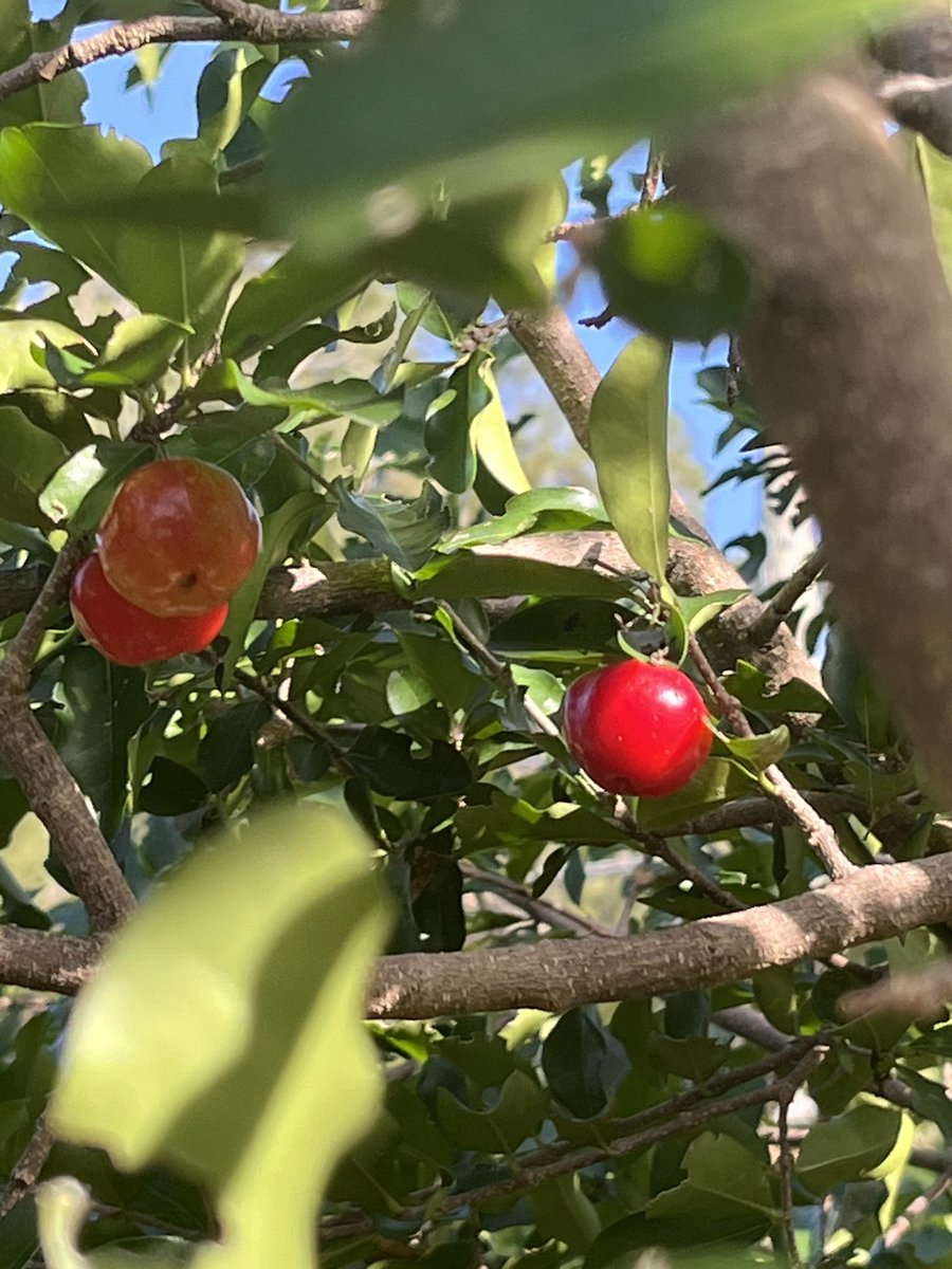 realFreyDog's tweet image. #magictrees