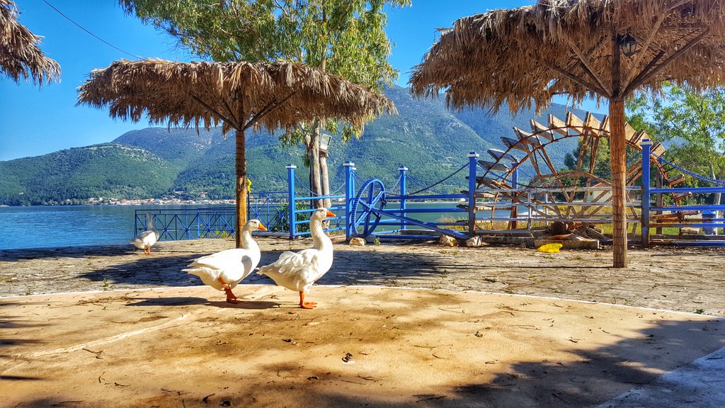 CaVassilios's tweet photo. GREECE-IONIAN ISLANDS-KEFALONIA ISLAND- KARAVOMILOS #karavomilos #lake #ducks #summerday #kefalonia #island #Ionian #Greece https://t.co/6YIxZXAjMI
