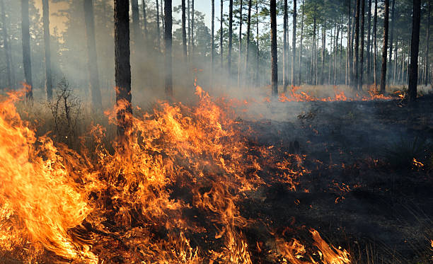 SOLOROVACHI's tweet photo. Fire consumes forests, but it also consumes our resources and our future. 🌳🔥
Soloro is committed to reforestation and ecosystem protection. Together, let’s restore life to nature.
#Soloro
#Reforestation
#ProtectOurPlanet https://t.co/6D1doZ4Lvx