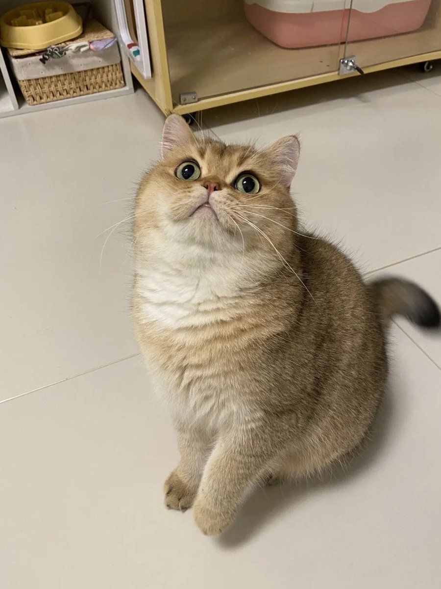 Adorachen36's tweet image. Look at this naughty kitten