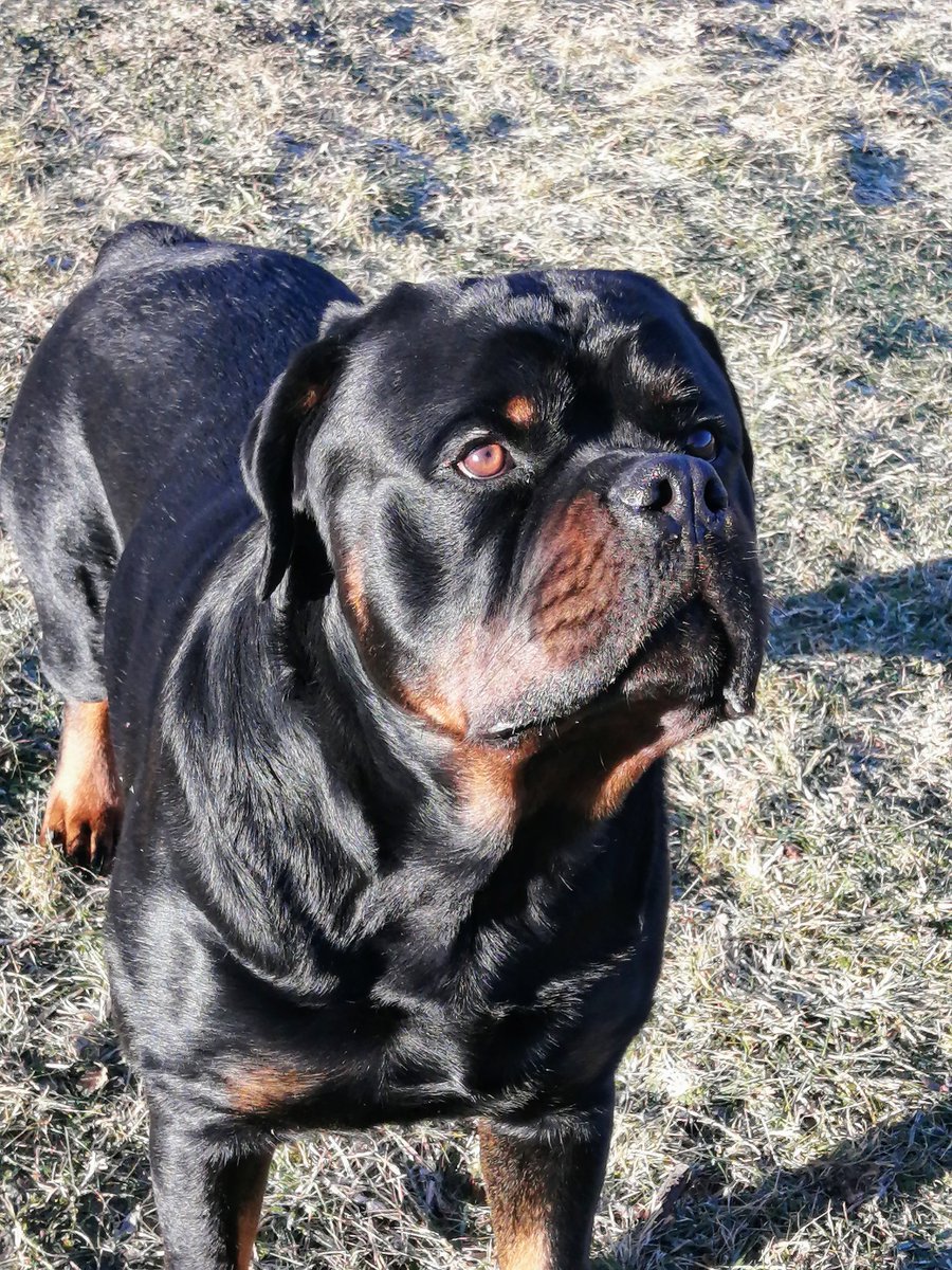 JamesLe28908935's tweet image. Still no snow and I keep looking for Rotti-Claus 🎄📃🎅I had my paws crossed for a Snowy Sunday but we didn't get it. 🐾🐾🩵🎤Which one of Santa's Reindeer 🦌killed the dinosaurs? 🦕☄️🦌Comet 🤭🤣🐾🤣🐾🤣#George #Comedyweiler #Rottweiler#Puppy #DroptheMic 🎤#RottiClaus #SundayFun