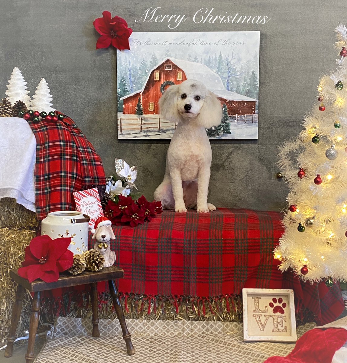 CaraSouthpaw's tweet photo. More Christmas Pictures!  All of December every client receives a complementary Christmas Picture with their grooming ❤️Merry Christmas! #dogs https://t.co/YjmSQ8al77
