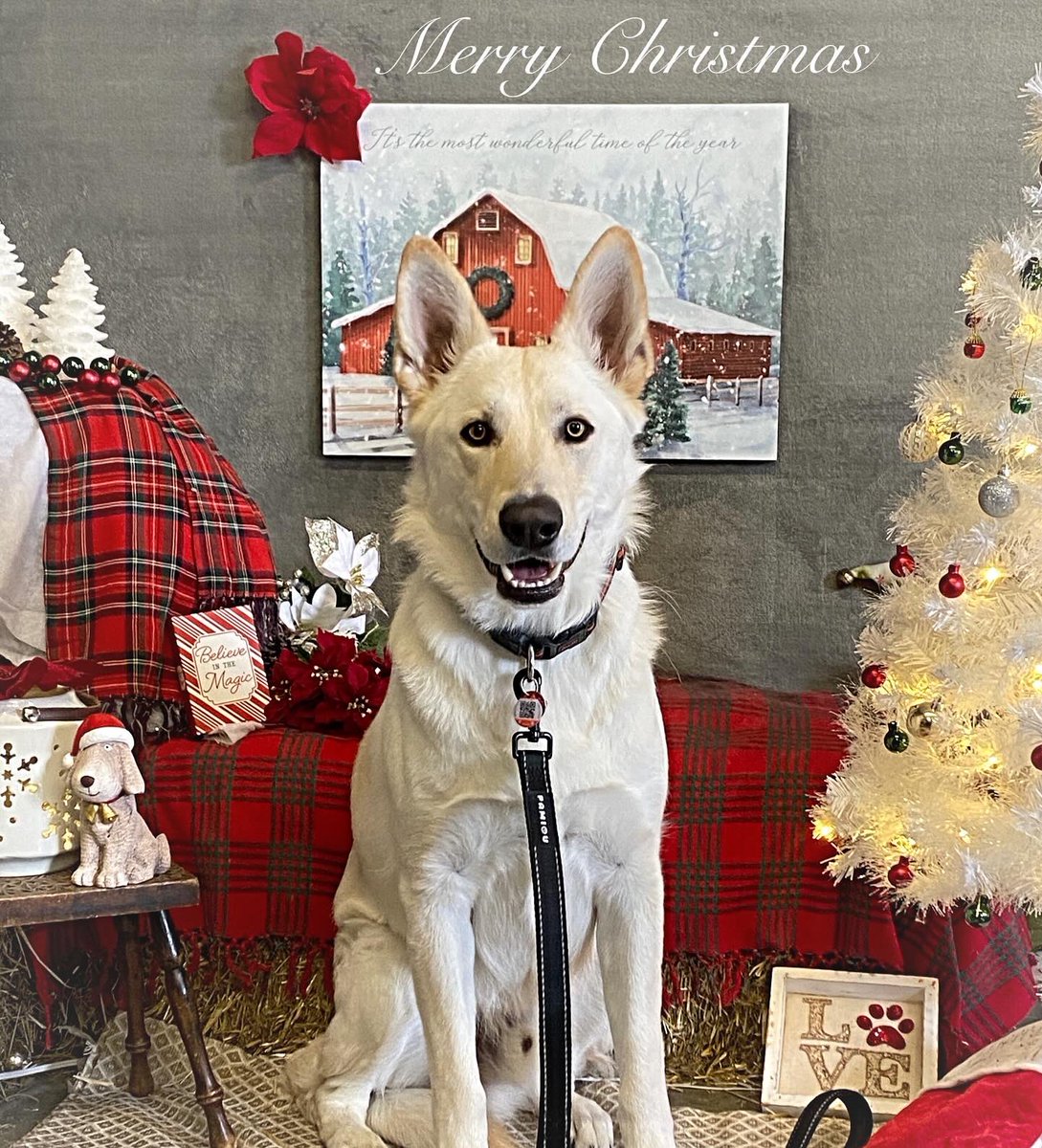 CaraSouthpaw's tweet photo. More Christmas Pictures!  All of December every client receives a complementary Christmas Picture with their grooming ❤️Merry Christmas! #dogs https://t.co/YjmSQ8al77
