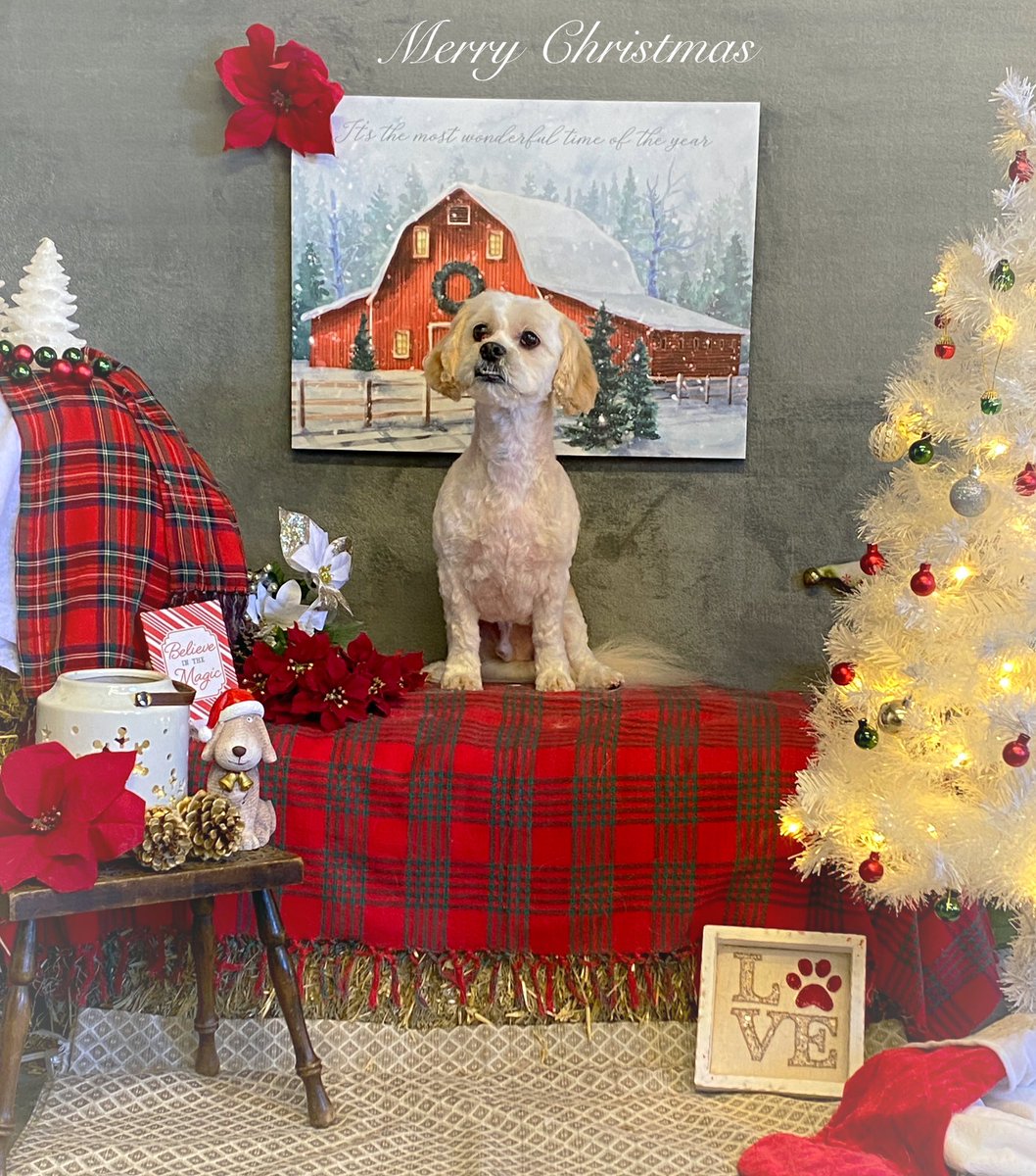 CaraSouthpaw's tweet photo. More Christmas Pictures!  All of December every client receives a complementary Christmas Picture with their grooming ❤️Merry Christmas! #dogs https://t.co/YjmSQ8al77