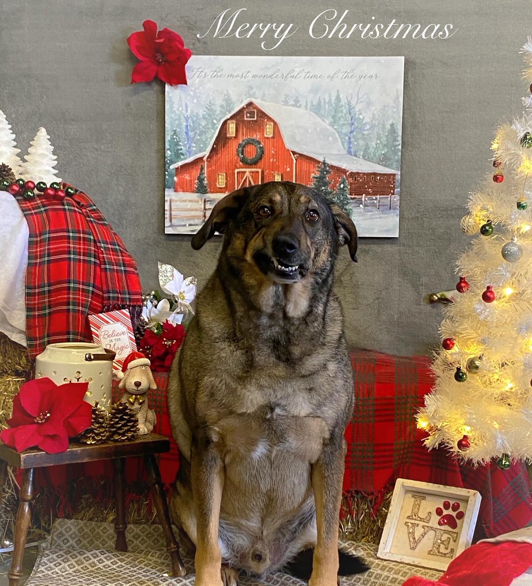 CaraSouthpaw's tweet photo. More Christmas Pictures!  All of December every client receives a complementary Christmas Picture with their grooming ❤️Merry Christmas! #dogs https://t.co/YjmSQ8al77