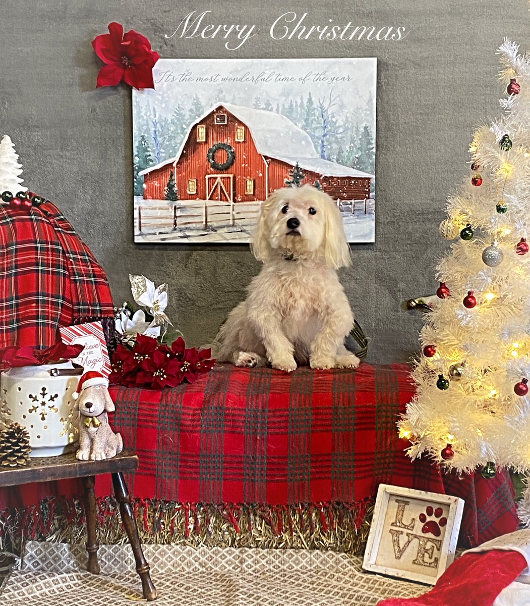 CaraSouthpaw's tweet photo. More Christmas Pictures!  All of December every client receives a complementary Christmas Picture with their grooming ❤️Merry Christmas! #dogs https://t.co/4J5KK6KOEg