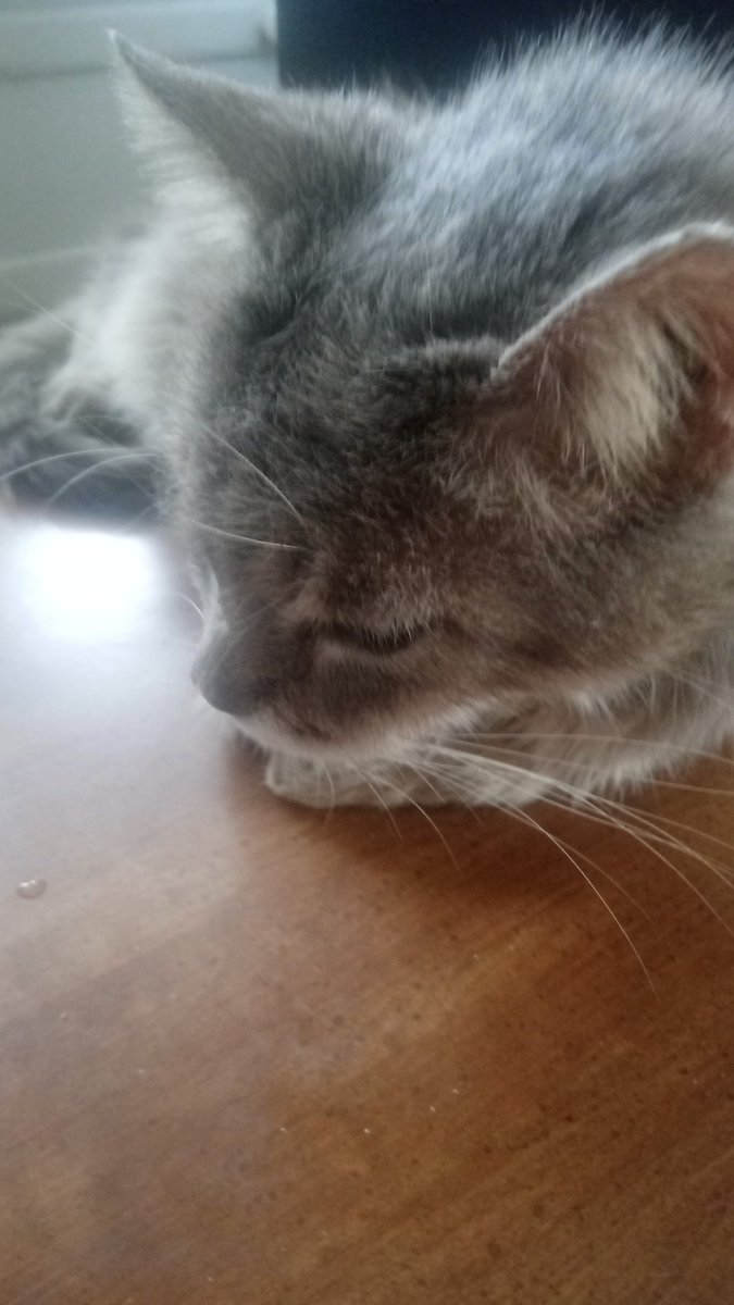 Longstemmedlily's tweet photo. Danny
#Cat
#CatsOfTwitter 
#CatsLover 
#CatsOnTwitter 
#Catson https://t.co/syfkWbXVEG