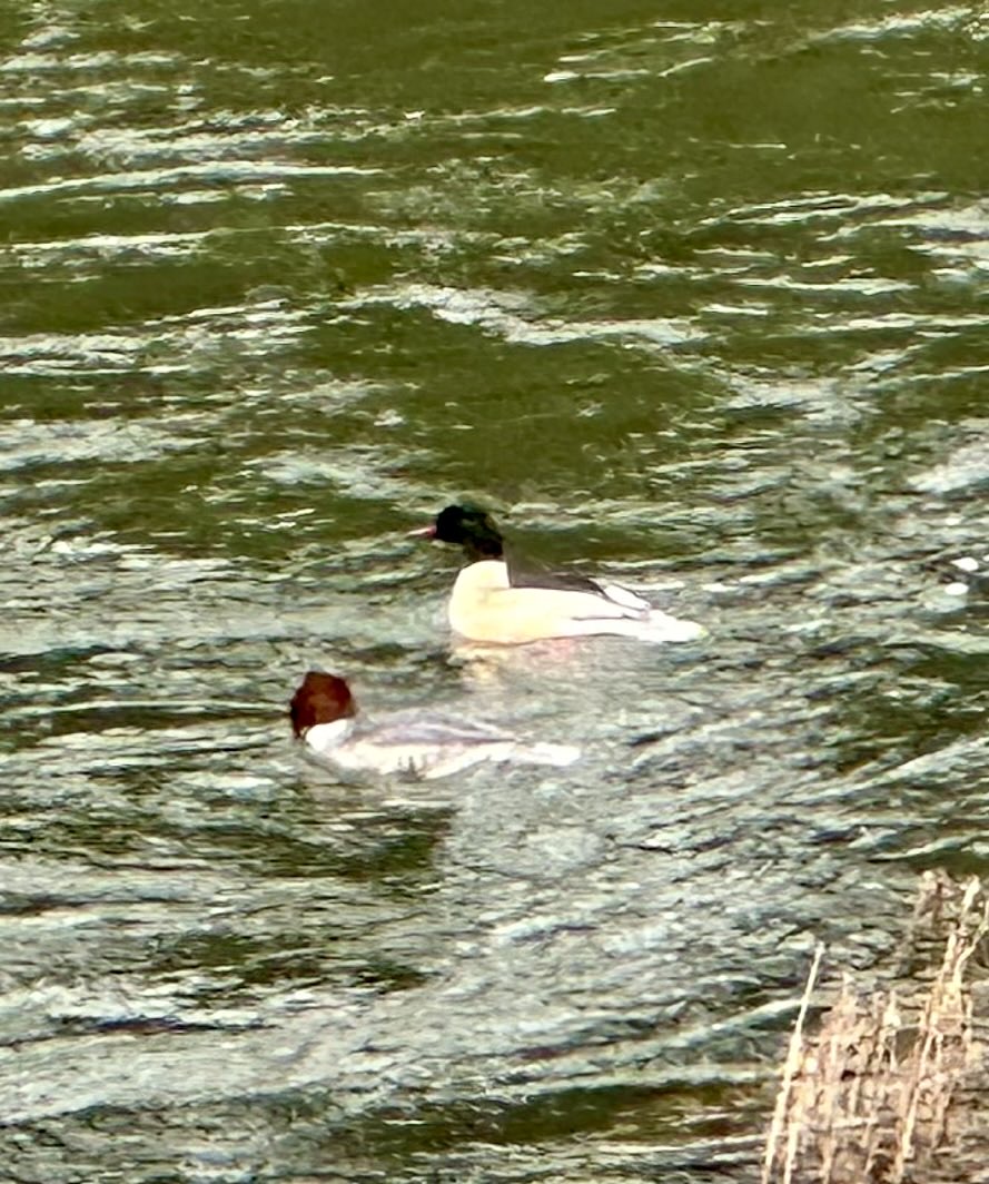 Pair goosander phone shot on River Teifi at Newcastle Emlyn today. #britishbirds