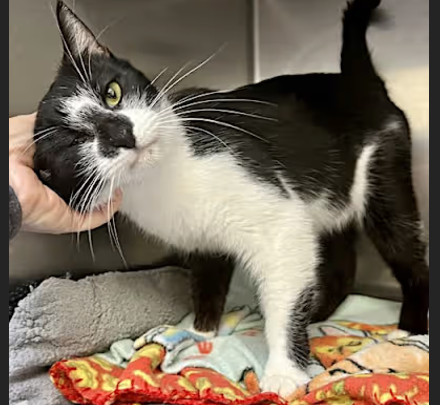Gordo adoptapet.com/pet/43286940-o… and Gordita, 2-year-old bonded siblings at a full shelter in #Oakland, #CA, need a forever home, a foster home, or rescue  adoptapet.com/pet/43286939-o… #URGENT #blackandwhitecat #tuxedocat #AdoptableCatofDay 🐈‍⬛