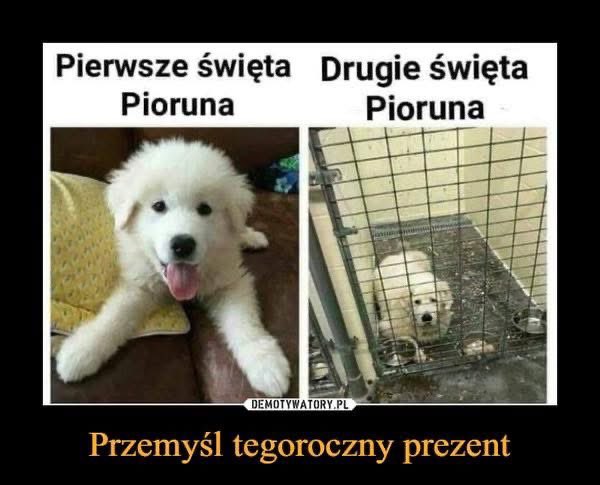 Jak co roku przed świętami warto przypomnieć: zwierzę to nie prezent. Chyba nie muszę tłumaczyć dlaczego, nie?