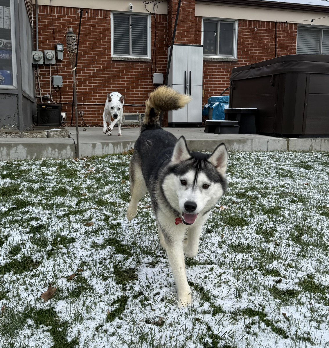 TylerSecco's tweet photo. My family has expanded by four, furry paws. Introducing, Stella!

Stella is a one year old, female siberian husky. She is a rescue from Happy Paws Haven Co. in Royal Oak.

Stella has now found her fur-ever home and her new best friend and brother, Nicholas. Welcome home, Stella! https://t.co/IP2wSCgWWK