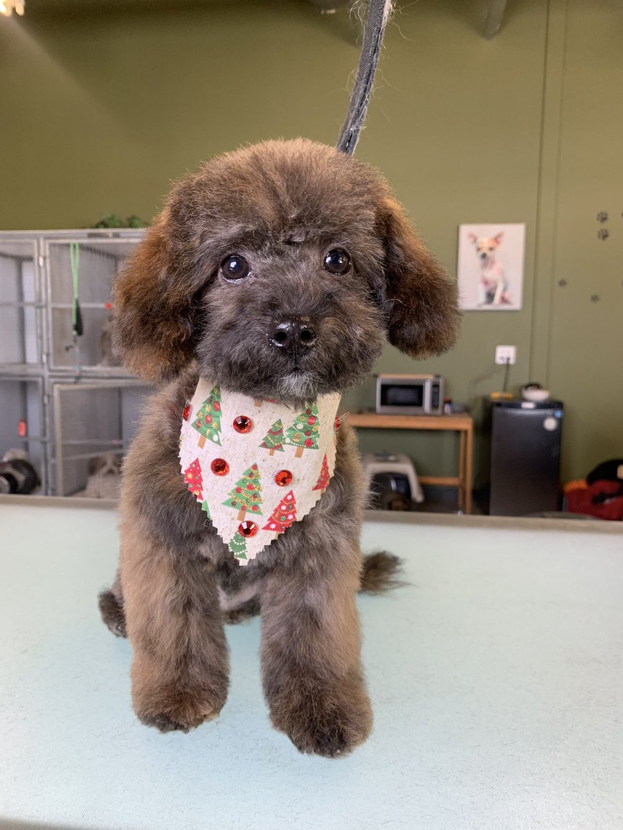 CaraSouthpaw's tweet photo. This little cutie came in for his 1st grooming!  #puppy #poodle #beforeandafter https://t.co/zqUpRPqGqs