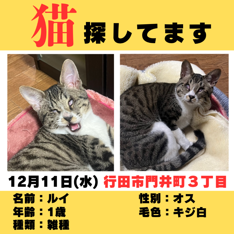 wannyan_sousaku's tweet photo. 【行田市門井町】迷子猫を探しています！

日時：2024年12月11日
場所：行田市門井町3丁目付近
名前：ルイ
年齢：1歳

大人しい性格ですが、目が悪く視力がほぼありません。
右目：完全に視力無し
左目：やや光を感じる程度

⚠️目撃情報はコメントやDMでご連絡ください⚠️
#迷子猫 #迷い猫 #拡散希望
