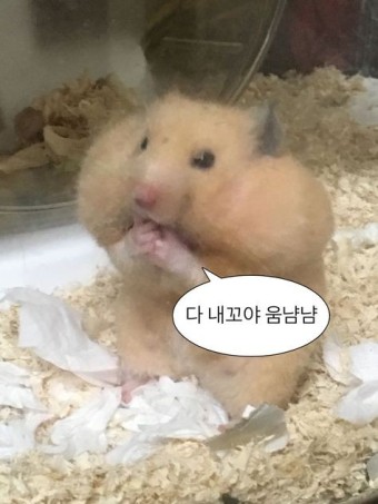 capybaranoob's tweet photo. https://t.co/cJfyKYB6Yu