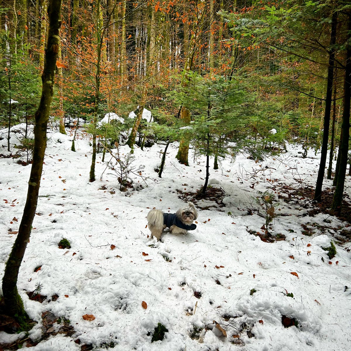 IvanCarballidoE's tweet photo. From golden leaves to snowy fields in just a week: Yoffi embracing the seasonal magic #FallToWinter https://t.co/LUglYKJODQ