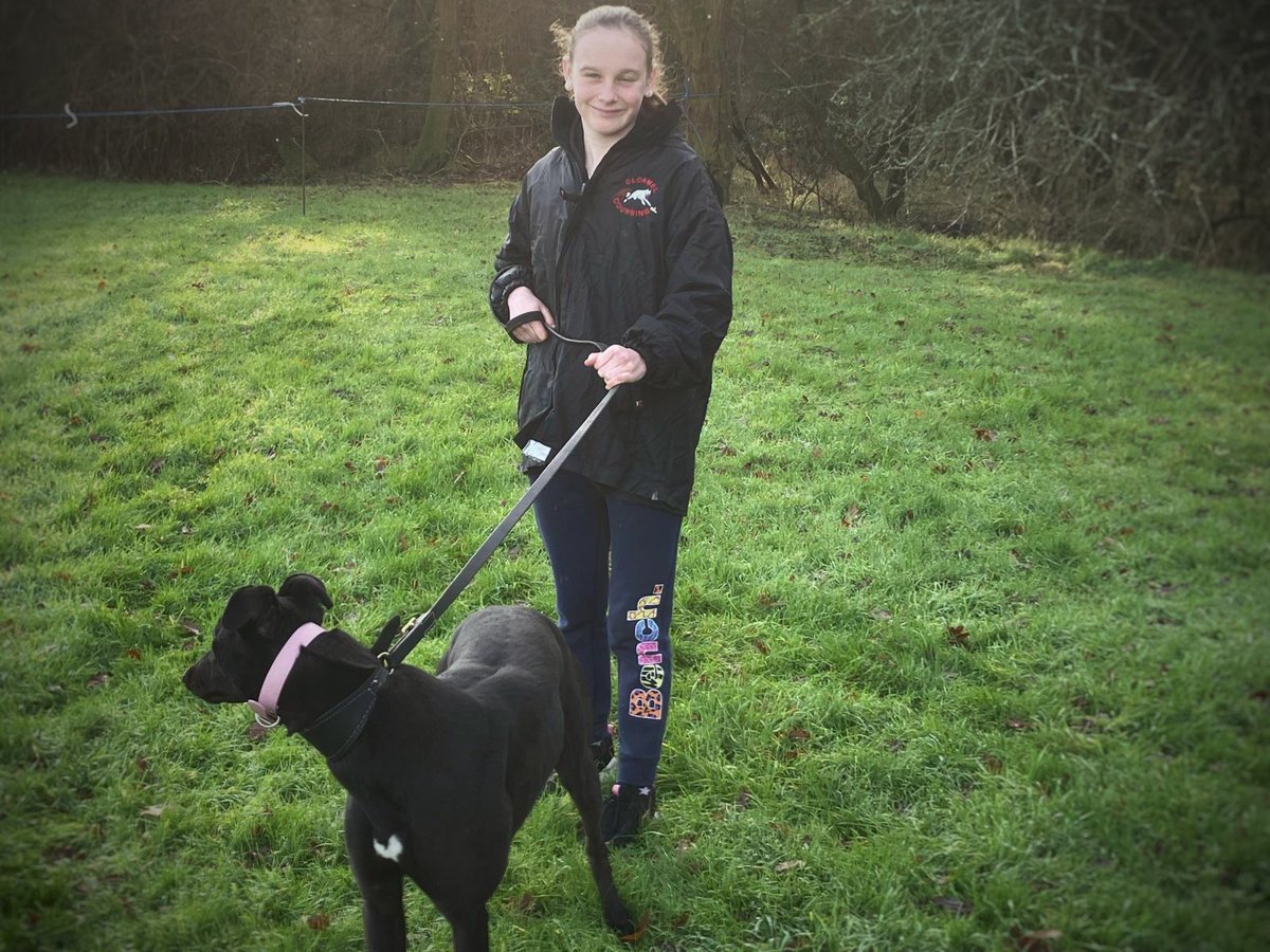 adachikennels's tweet photo. Ciara helping out at Bicester this morning with schooling pups 🫶

#Getthekidsinvolved https://t.co/gDFXZOtkT8