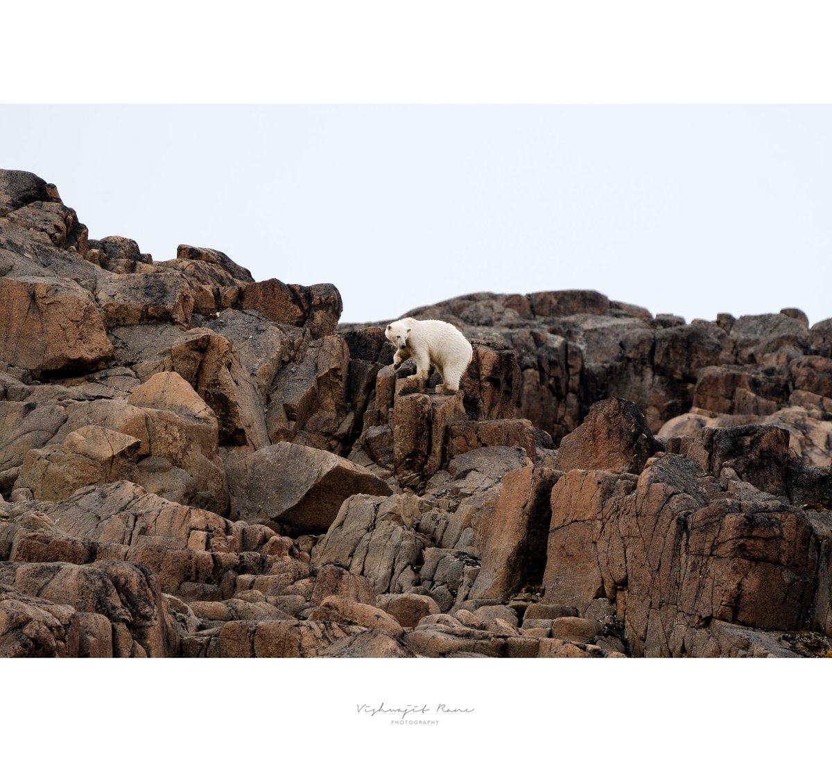 visranewildlife's tweet photo. A journey through the rugged wild, where every step tells a story of survival and strength
#wildadventures #ruggedbeauty #survivalinstinct #naturephotography #arcticwilderness #explorethewild #naturesresilience #strengthinnature #untamednature #adventureawaits
@NatureIn_Focus @PolarBears @WildlifeMag