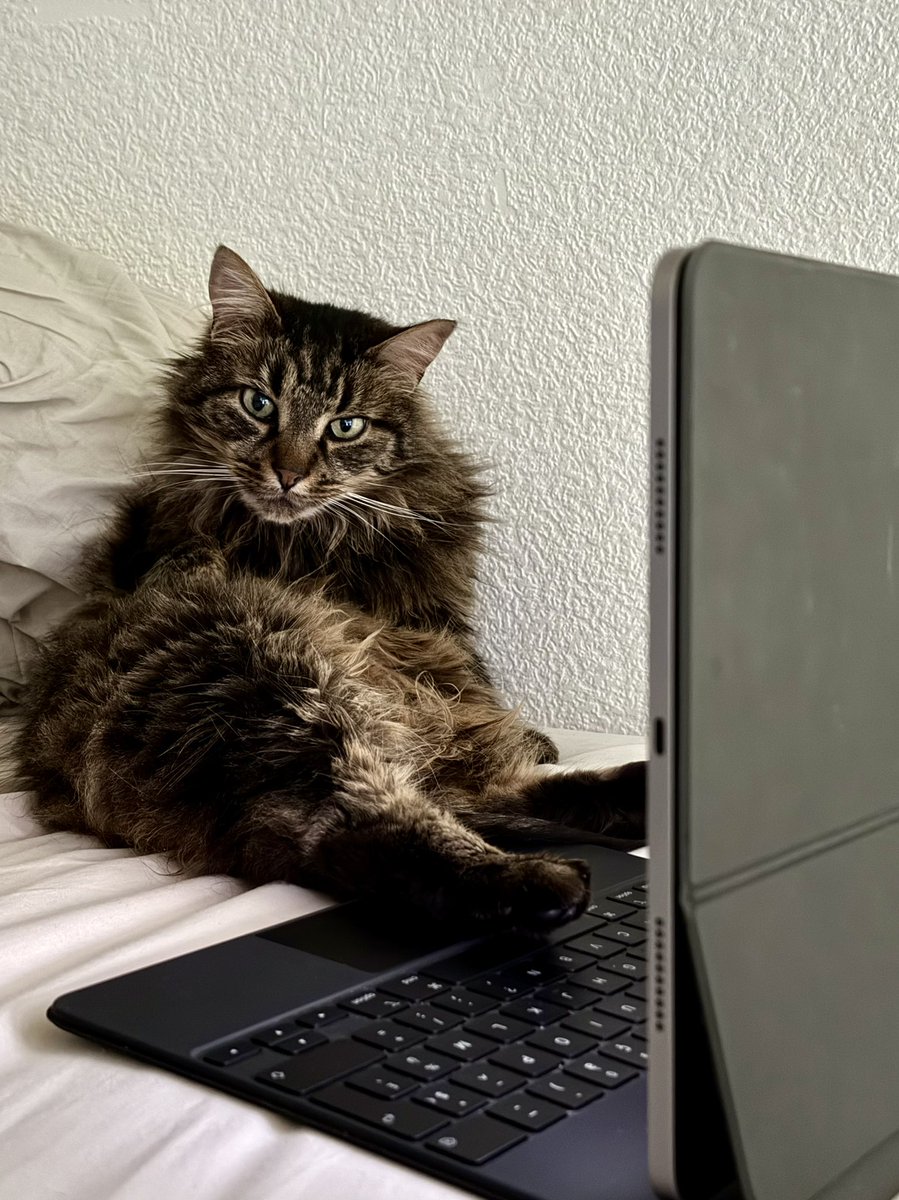 GicquelMatthieu's tweet photo. C’est dimanche, mon chat fait la compta https://t.co/84oTrkwI24