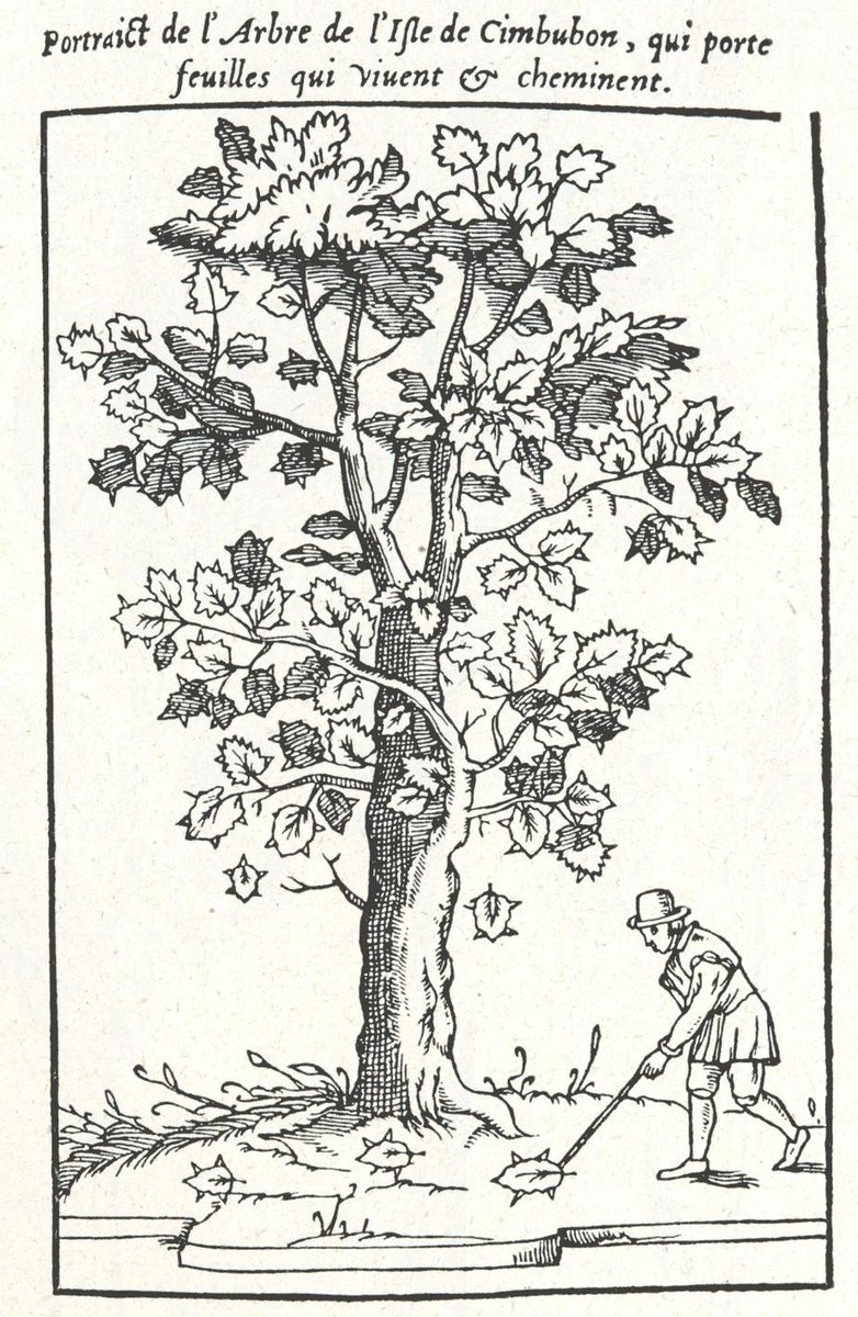 Would pet: la feuille "qui vit et chemine"
Évidemment les fâcheux et les biologistes vous diront qu'il s'agit de phasmes, mais ce sont des relou 
(Portraict de l'Arbre de l'Isle de Cimbubon, qui porte feuilles qui vivent &amp; cheminent. Claude Duret, 1605)