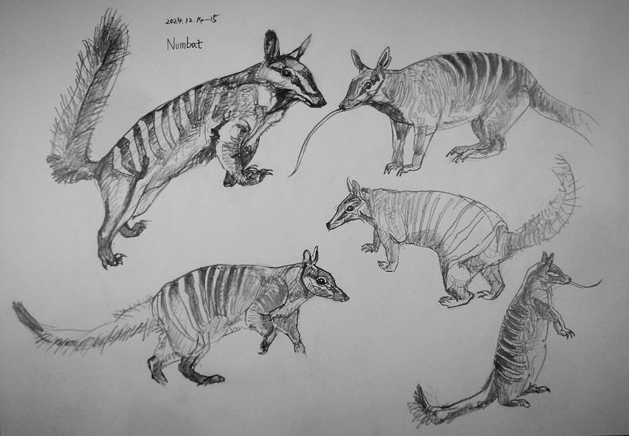 haiiromizunagi's tweet photo. 久々の所といつもの所Ⅰで #フクロアリクイ #Numbat #Myrmecobius #Myrmecobiidae と #トナカイ #Caribou #Reindeer #Rangifer を #大人の鉛筆 で #スケッチ #ドローイング 長い舌を見ると、#有袋類 の #アリクイ と言うのがわかる気がする‥次頁は季節柄、本種にしようかと。角の味わいが堪らないわ‥ https://t.co/Dj8r7FzrW0