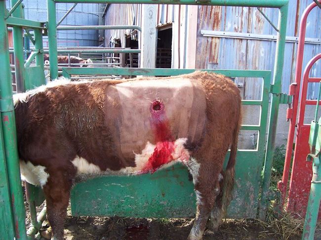 Some dairy farmers monitor what cows eat by cutting a hole in their side…in order to obtain the greatest possible productivity in milk and meat, all for Greed.

Stop Supporting Animal Cruelty.
GoVegan🌱🌎

#Dairy #AnimalRights #Govegan #EndSpeciesism #Vegan #RosesLaw