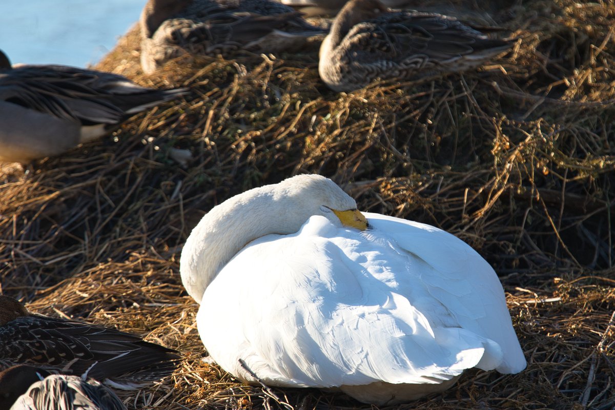 bluelevin10's tweet photo. おはようござります。
月曜日の朝は眠いですね🦢📷
久しぶりにEOS7DmarkⅡで撮ってみました。
#コハクチョウ #野鳥 #野鳥写真 #写真好きな人と繋がりたい #写真撮ってる人と繋がりたい #ファインダー越しの私の世界 #東京カメラ部 #東京カメラ部 #東京カメラ部 #photooftheday #EOS7D2 https://t.co/t5cw6CivFf