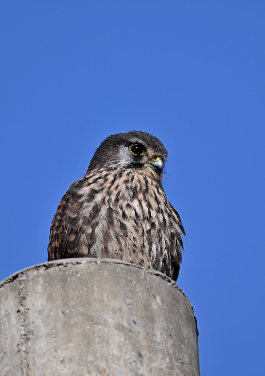 WilWoodStudio's tweet photo. He's so handsome!

#BirdWatching #NatureBeauty #BirdLovers #NatureBeauty #WildlifePhotography #NaturePerfection #ColorfulBirds #WildlifeLove #NatureInspiration https://t.co/ejfw70yEfC