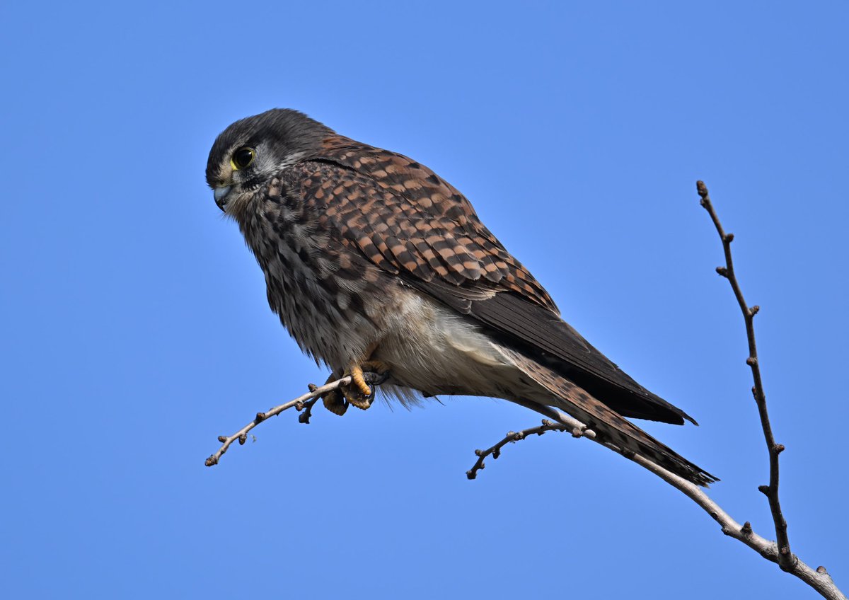 WilWoodStudio's tweet photo. He's so handsome!

#BirdWatching #NatureBeauty #BirdLovers #NatureBeauty #WildlifePhotography #NaturePerfection #ColorfulBirds #WildlifeLove #NatureInspiration https://t.co/ejfw70yEfC