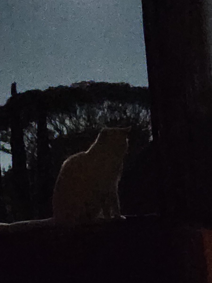 AlopexCat's tweet photo. Cat limned by moonlight. https://t.co/NbFrUcHmIZ