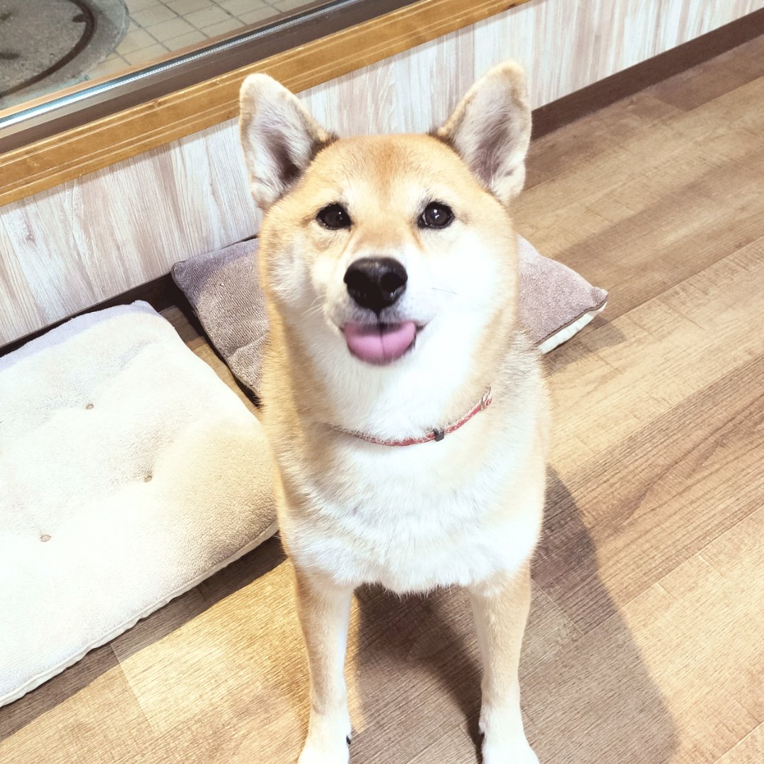 chamomi_wanwan's tweet photo. なんともかわいい舌ペロちゃん達です👅✨ https://t.co/L1VLCpOTWf