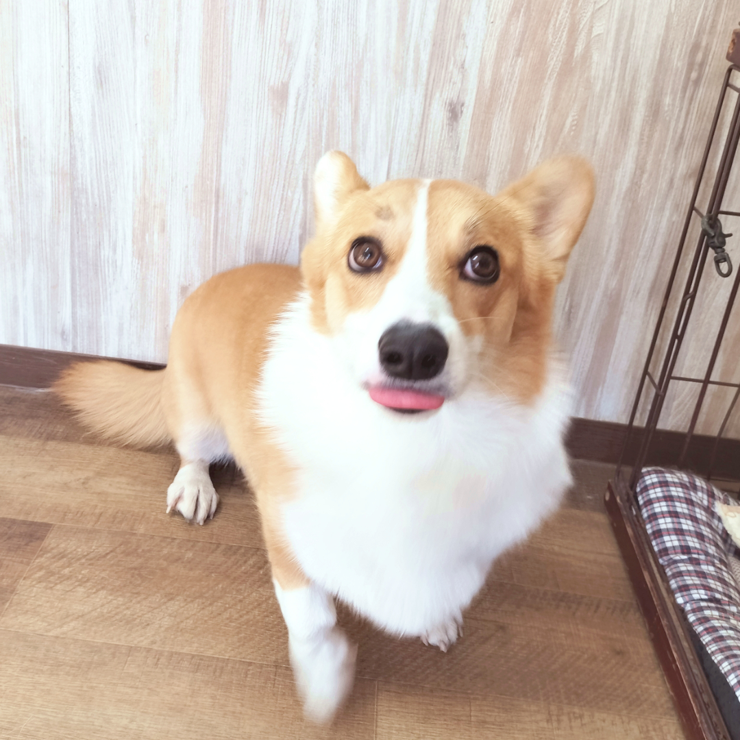 chamomi_wanwan's tweet photo. なんともかわいい舌ペロちゃん達です👅✨ https://t.co/L1VLCpOTWf