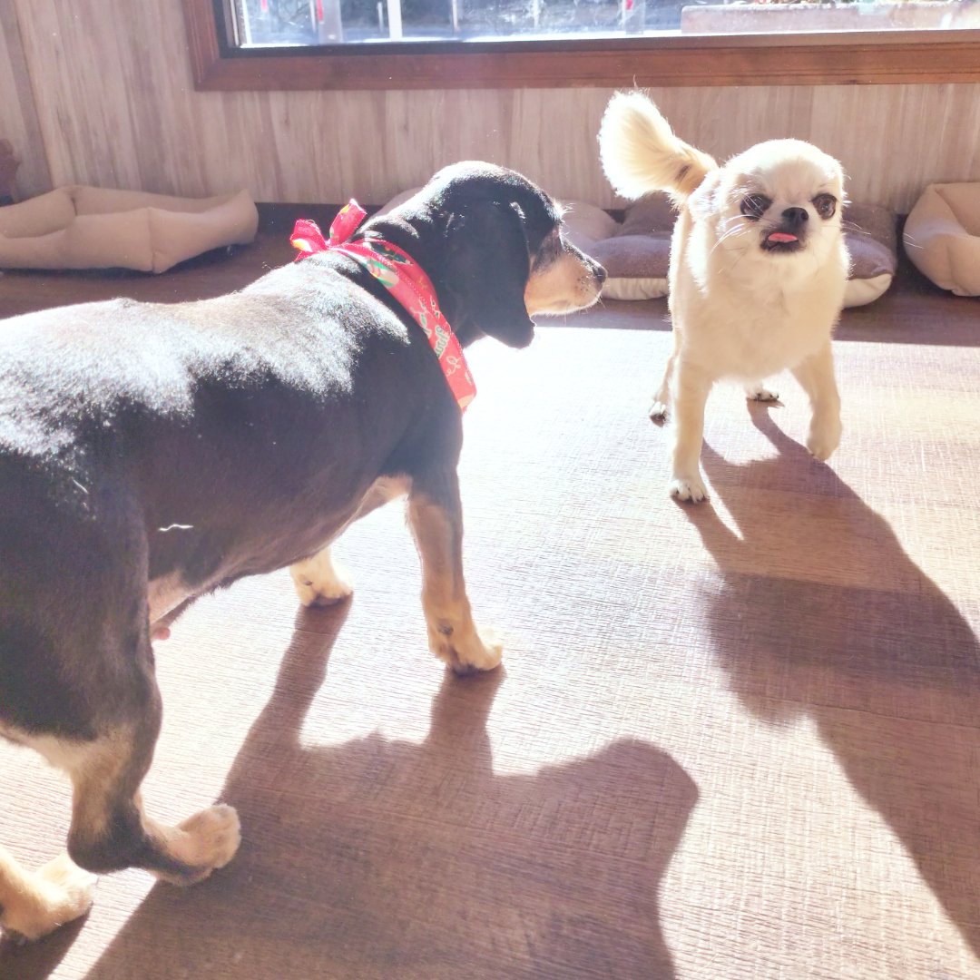 chamomi_wanwan's tweet photo. なんともかわいい舌ペロちゃん達です👅✨ https://t.co/L1VLCpOTWf