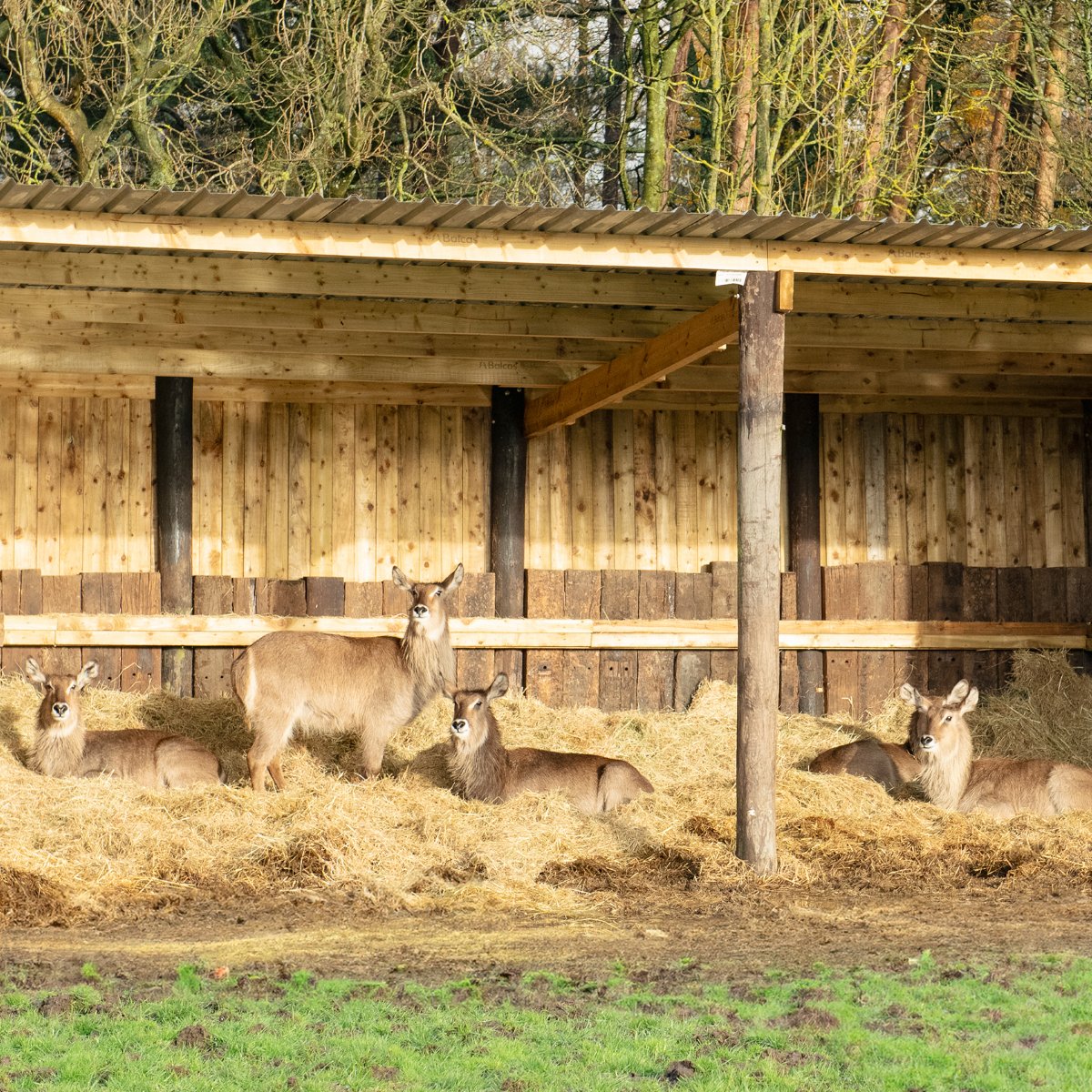 KnowsleySafari's tweet photo. 🌟 Looks like the Waterbuck are rehearsing for their roles in the Nativity scene!

Who needs a manger when you have a cosy straw bed? 🌾

#WaterbuckWonderland #WildChristmas https://t.co/0boZbQNo5g