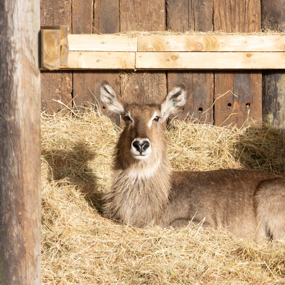 KnowsleySafari's tweet photo. 🌟 Looks like the Waterbuck are rehearsing for their roles in the Nativity scene!

Who needs a manger when you have a cosy straw bed? 🌾

#WaterbuckWonderland #WildChristmas https://t.co/0boZbQNo5g