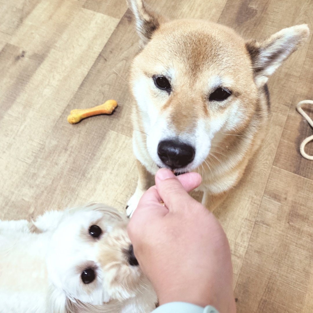chamomi_wanwan's tweet photo. 指ハートかも？おやつかも？🦆

#今日のかもみ #マルプー #ミックス犬 https://t.co/XSgdtypHd1