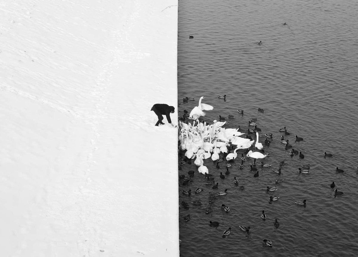 polmastersofart's tweet photo. Marcin Ryczek - Człowiek karmiący łabędzie w śniegu* (fotografia), 2013. #PolishMastersofArt
______
"To bardzo osobiste zdjęcie. W tamtym okresie czułem, że muszę uchwycić coś, co byłoby wizualizacją równowagi, balansu w życiu, który sam osiągnąłem. Po różnych, negatywnych i pozytywnych sytuacjach, które mi się zdarzyły, nadszedł wyjątkowy czas równowagi. Chodziłem więc po Krakowie szukając odpowiedniego ujęcia tego stanu. Nie myślałem wówczas o konkretnym symbolu, takim jak yin-yang. Podczas spaceru nad Wisłą z mostu Grunwaldzkiego zobaczyłem dwie symetrycznie przyległe do siebie płaszczyzny: białego, zaśnieżonego brzegu i ciemnej rzeki. Wracałem w to miejsce wiele razy. Podobały mi się kontrastujące ze sobą 'połówki', brakowało jednak wypełnienia. I któregoś dnia ta scena się wydarzyła. Zrobiłem 3 czy 4 zdjęcia, wybrałem jedno i opublikowałem. Błyskawicznie zyskało niesamowitą popularność, a sama fotografia była interpretowana na różne sposoby i zaczęła żyć własnym życiem. Dała mi znaczną rozpoznawalność; teraz ludzie przychodząc na wystawy organizowane w różnych zakątkach świata często mówią 'O, znam to zdjęcie'" - Marcin Ryczek o kulisach powstania tej kultowej fotografii w wywiadzie dla Dziennika Polskiego 📷
