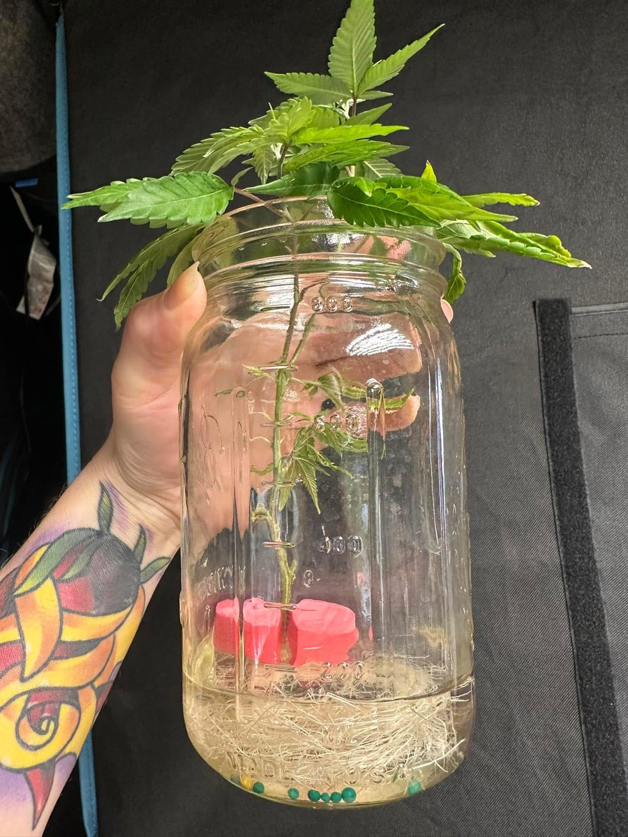 HighlyGanjanous's tweet photo. Another example of roots growing while being exposed to light. 

This one is a little different then what I normally do, this jar has #growdots to help feed the plant and no issues with algae 👍🏻 https://t.co/VjK0GxYq4U
