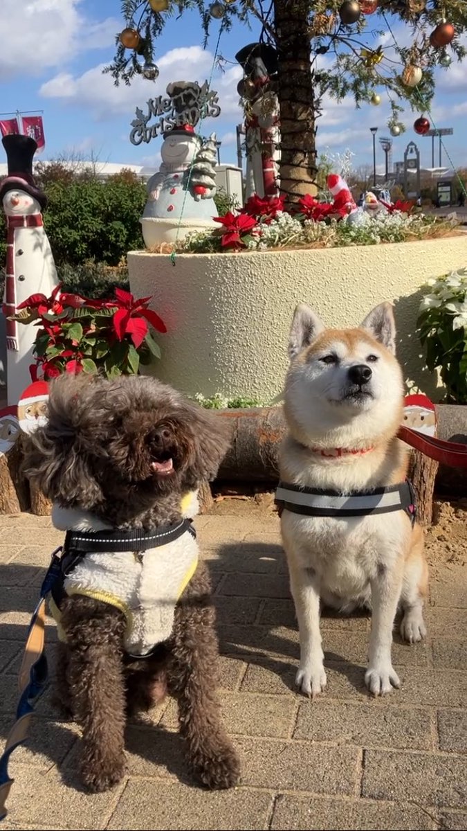 FuwaCocoDogs's tweet photo. https://t.co/vJYeTMQZVK
