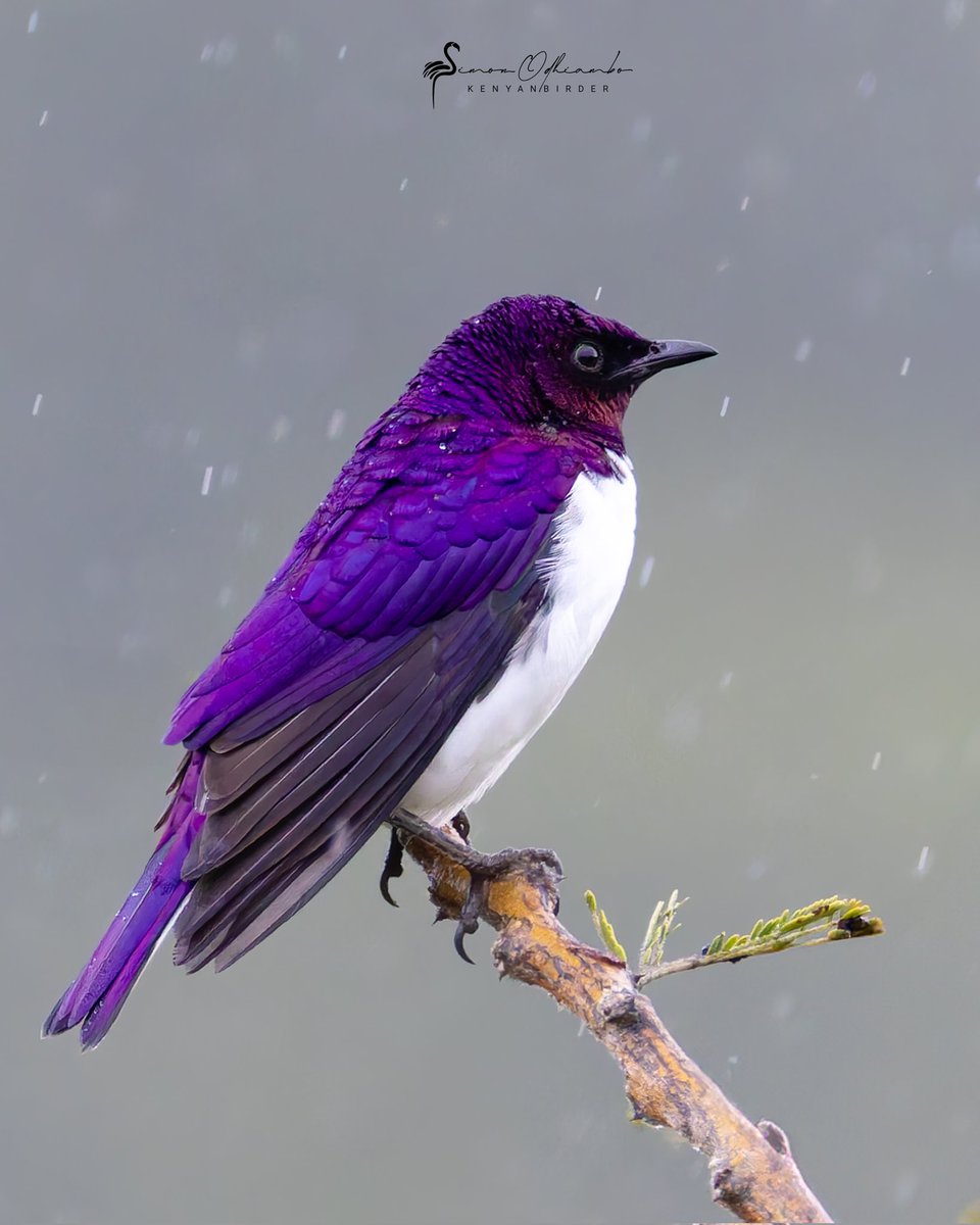 Kenyanbirder tweet media