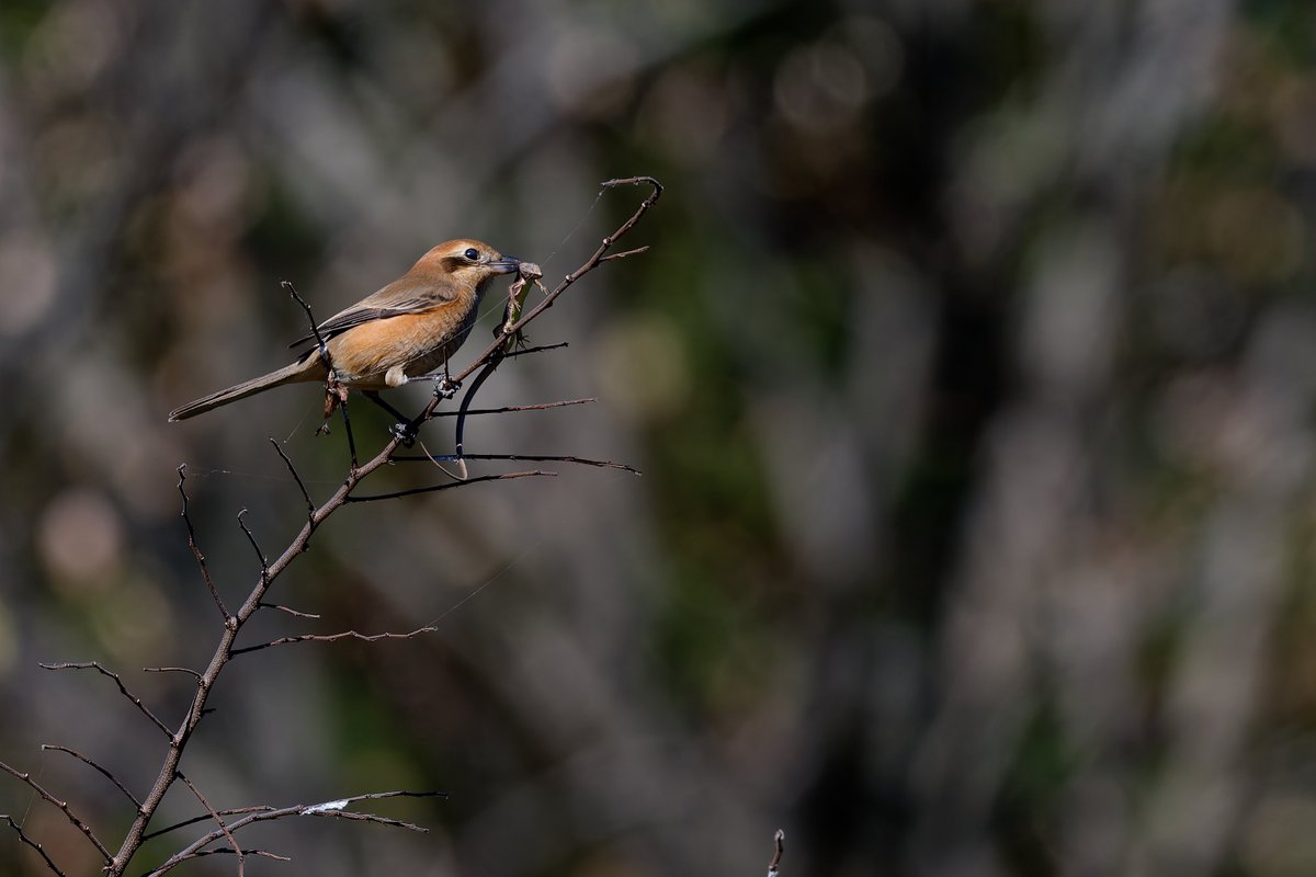 hama_yuu2003's tweet image. モズの早贄発見！
#モズ
#野鳥写真
#photolab8