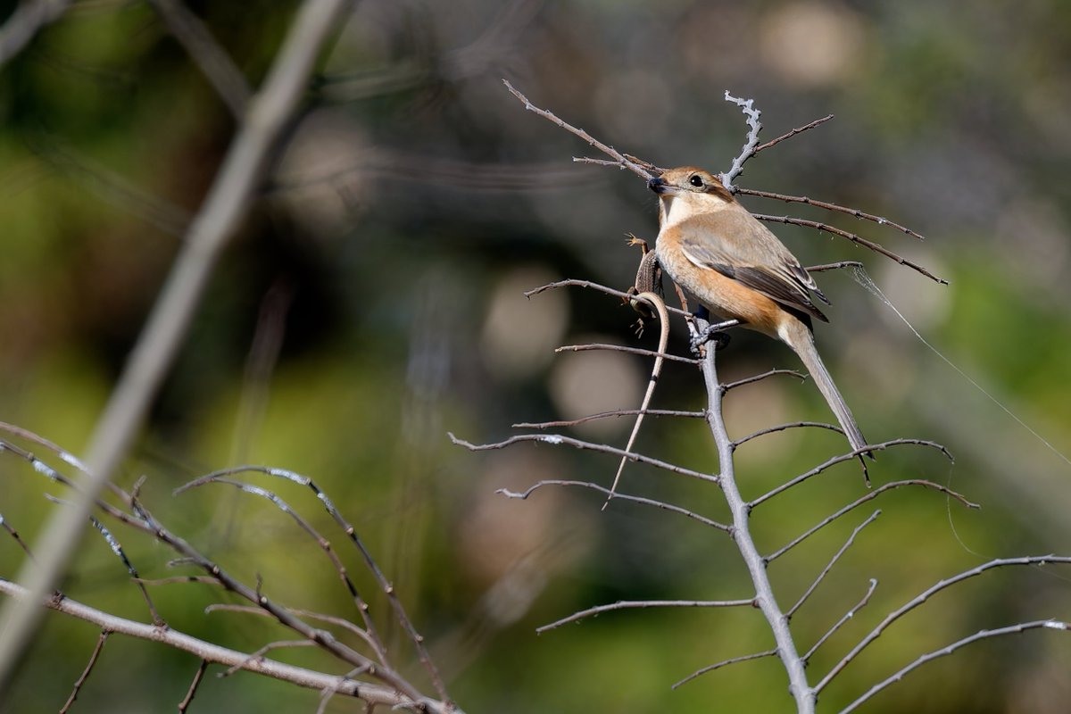 hama_yuu2003's tweet image. モズの早贄発見！
#モズ
#野鳥写真
#photolab8