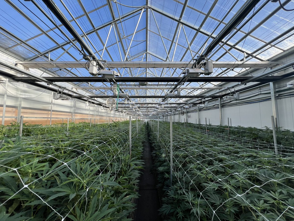 100% organic, grown in no-till living soil beds, only plant-based inputs 🌱 #veganic