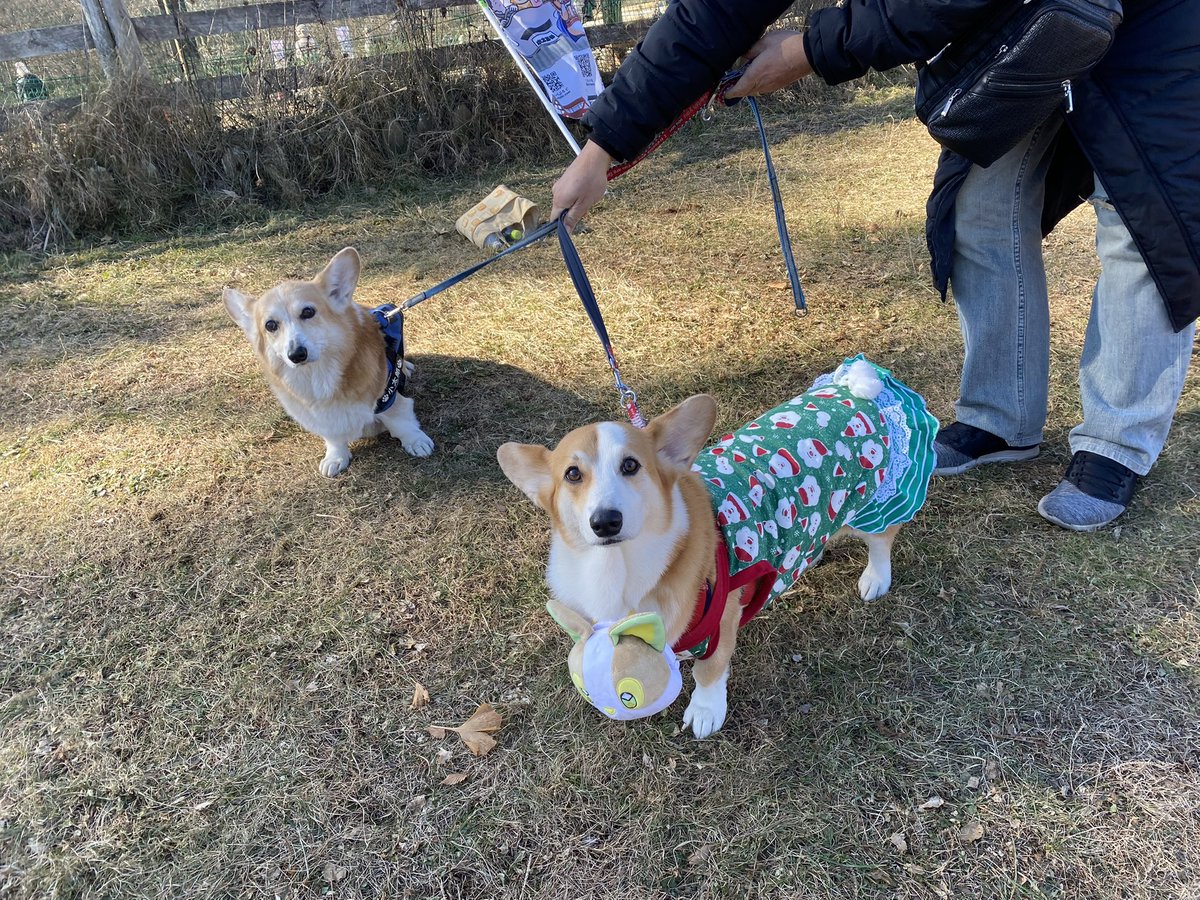 monatan08131513's tweet image. きょうはAJC!ドッグランがたくさんで時間制ではないのでよかった。コギフェスより知り合いも会えて嬉しかった☺️また次のフェスであえたら嬉しいな。写真はもふもふで少し警戒？エルモたんコジトラ兄弟、今回初めて会えたこた君🥰他にもめるぱるちゃんすずらんちゃん。#コーギー　#AJC