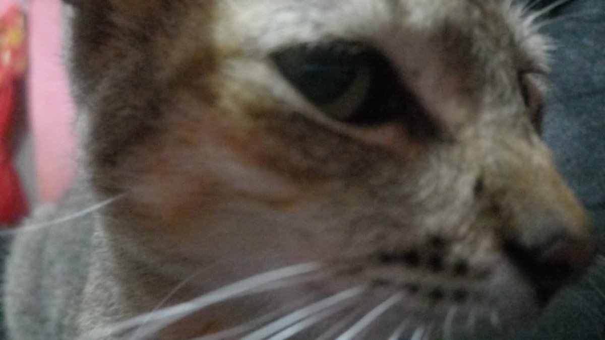 BaezDubier's tweet photo. @nefiichan A random cat i found https://t.co/xnXcN5QDpR