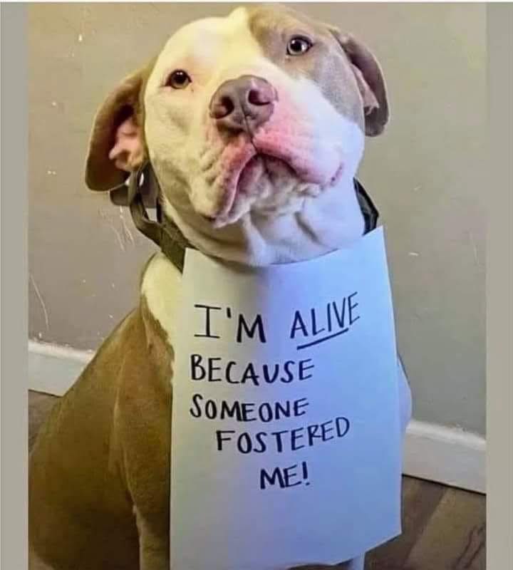 Dog Lovers (@doglovers03) on Twitter photo 