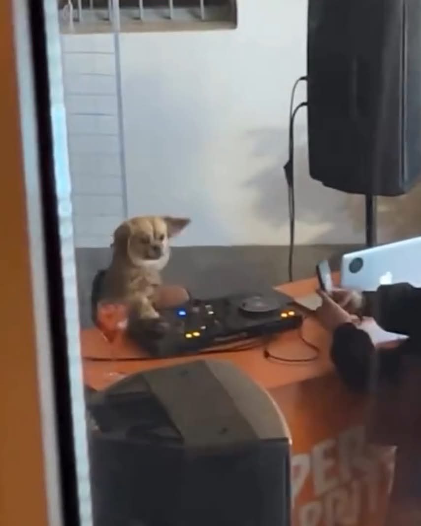 - ¿Por qué el DJ pone puro perreo?

El DJ: