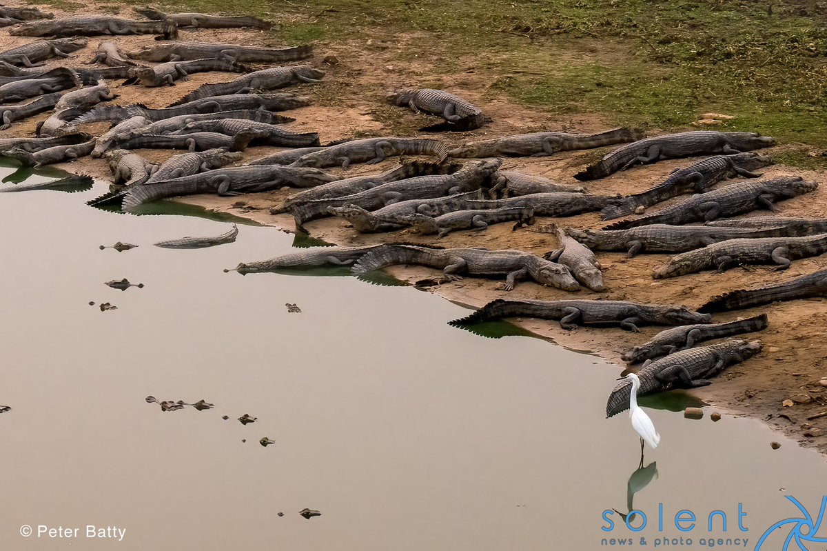 snapagency's tweet photo. This egret looks to have landed in the animal equivalent of a minefield. It was spotted wondering near caimans in the Pantanal in Brazil.
📸 Peter Batty
#caimans #egret #pantanal #brazil https://t.co/D9fIOLTamD
