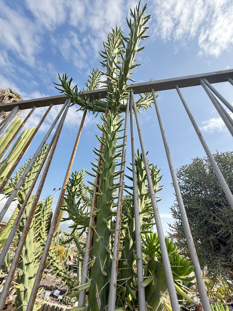 BadToxic's tweet photo. #Cactus #garden in #Motril (#ship #NorwegianPearl).
#ParqueDeLosPueblosDeAmérica #parque #JardinDeCactus #park #cactus #Kaktus #Kakteen #cactusLover #cactusPark #spiky #stachelig #KaktusGarten #Garten #cruiseShip #cruise #Kreuzfahrt #vacation #Urlaub @umiizza @CruiseNorwegian https://t.co/5vztAUnNHY