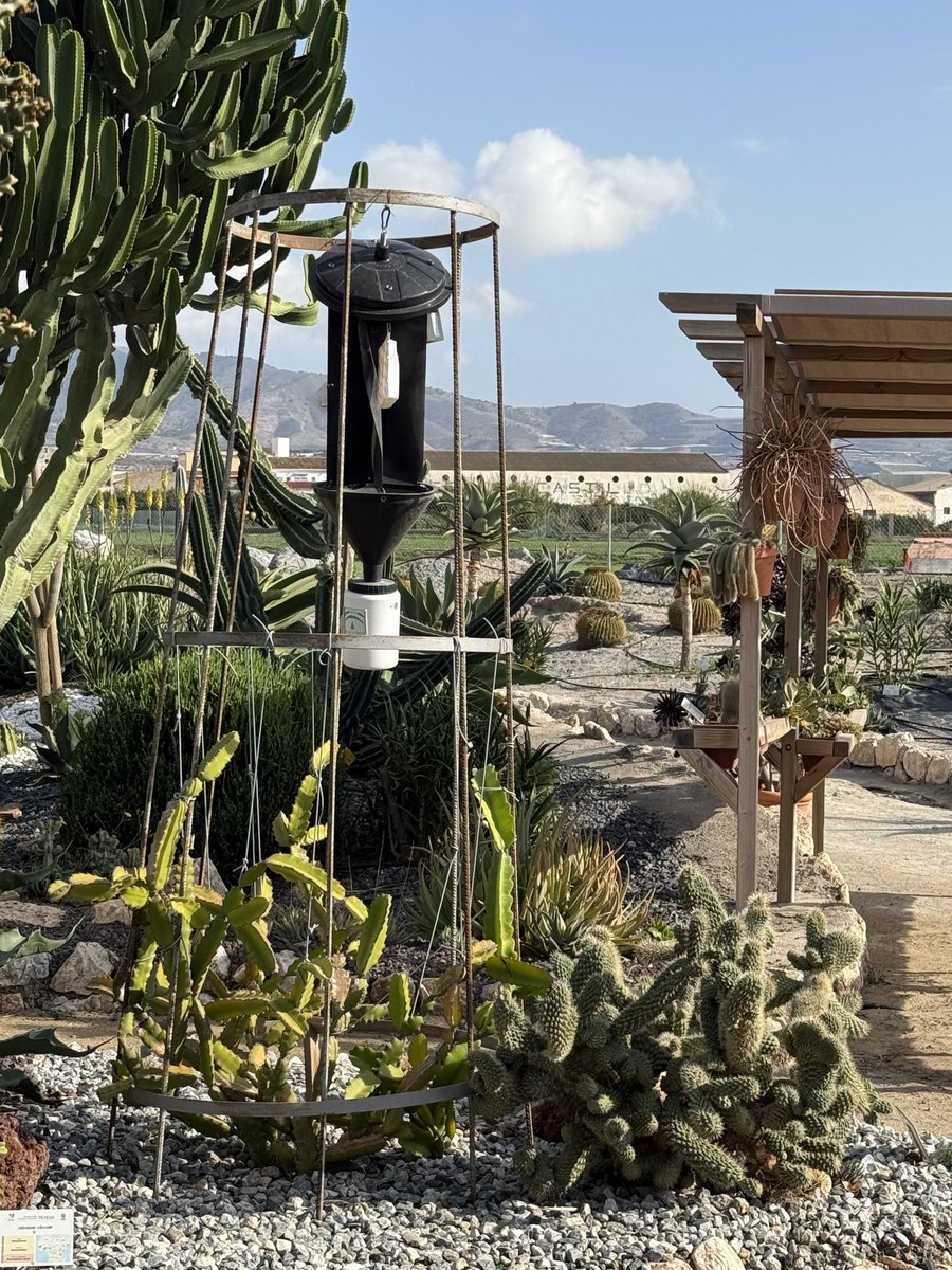 BadToxic's tweet photo. #Cactus #garden in #Motril (#ship #NorwegianPearl).
#ParqueDeLosPueblosDeAmérica #parque #JardinDeCactus #park #cactus #Kaktus #Kakteen #cactusLover #cactusPark #spiky #stachelig #KaktusGarten #Garten #cruiseShip #cruise #Kreuzfahrt #vacation #Urlaub @umiizza @CruiseNorwegian https://t.co/5vztAUnNHY